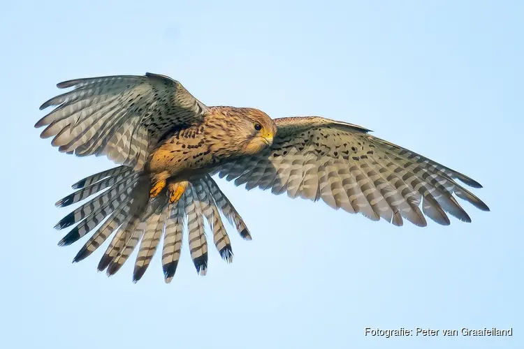 Ga mee roofvogels spotten op het Wad bij Balgzand