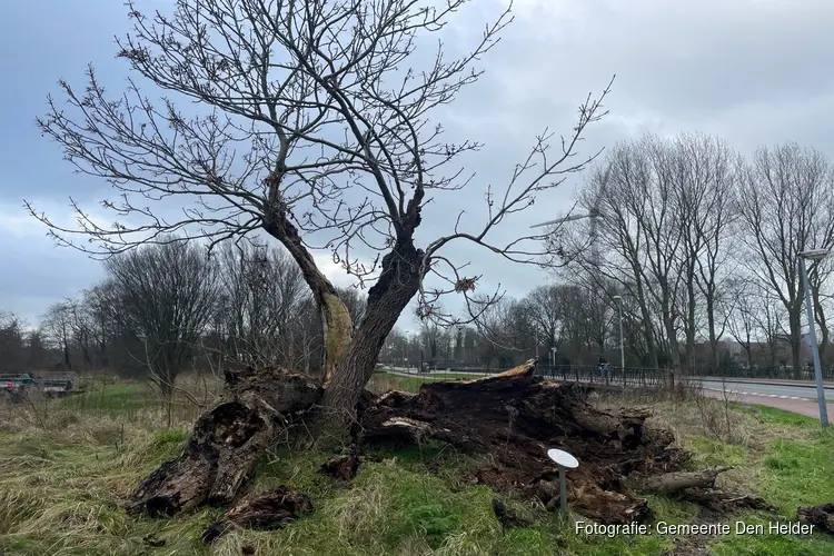 Den Helder heeft twee veteranenbomen