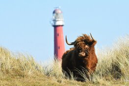 Wandel met de natuurgids door de Grafelijkheidsduinen bij Den Helder