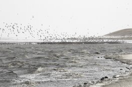 Bekijk de vogels op het Wad bij Balgzand in de winter
