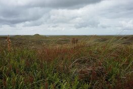 Speciale wandeling door het voormalig waterwingebied bij Huisduinen