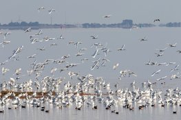 Ontdek welke vogels broeden op de schorren bij Balgzand