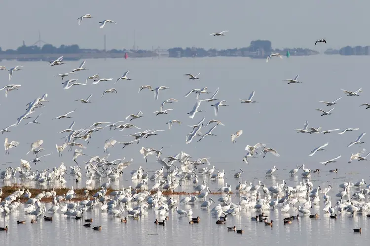 Ontdek welke vogels broeden op de schorren bij Balgzand