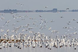 Prachtige lepelaars op de schor van Balgzand bij Den Helder
