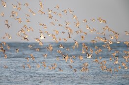 Zie je de eerste trekvogels op de schor bij Balgzand?