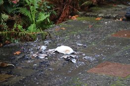 Brandende WC-rollen in portiekflat in Den Helder