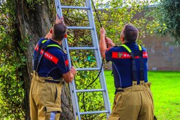 Brandweer haalt kind uit boom in Den Helder