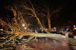 Omgewaaide bomen zorgen voor forse schade in Den Helder