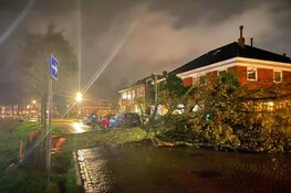 Omgewaaide bomen zorgen voor forse schade in Den Helder