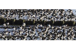 Bekijk de vogels op het Wad bij Balgzand in de winter op zondag 5 januari