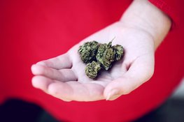 De wereld van coffeeshops: meer dan alleen wiet