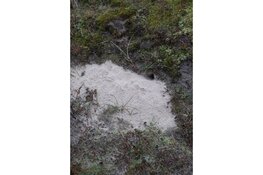 Wandeling door het PWN-duin bij Den Helder