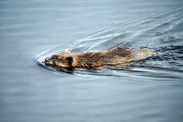 Veel meer muskusratten gevangen in Nederland