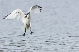 Vogels op het Wad bij Balgzand in de winter op zondag 23 februari