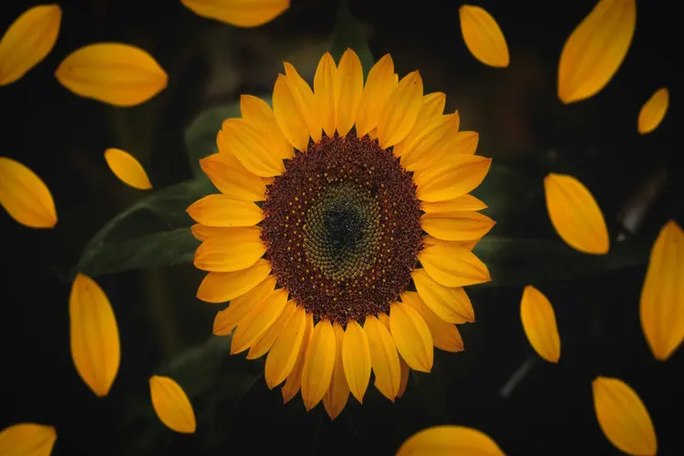 Maak je moestuin gezond en levendig: zaai zonnebloemen!
