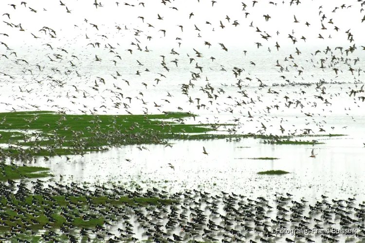 Voorjaar op Balgzand: de eerste trekvogels, 23 maart 2025