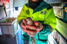 Duif gered door dierenambulance en brandweer in Den Helder