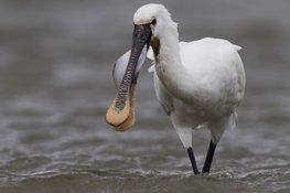 Lente op de Waddenzee, vogels kijken bij Balgzand