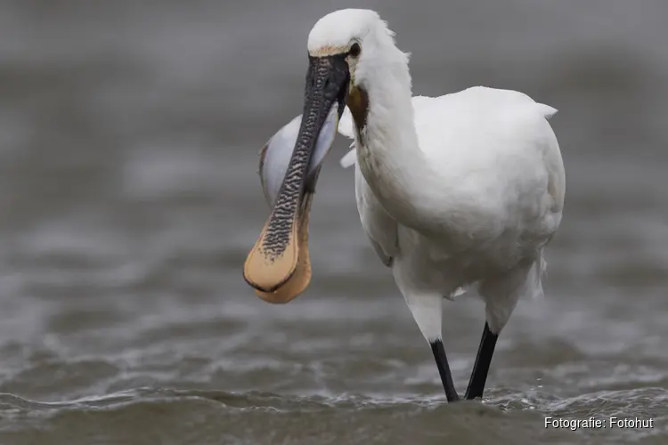 Lente op de Waddenzee, vogels kijken bij Balgzand
