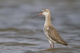 Lente op de Waddenzee, vogels kijken bij Balgzand