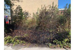 Brand in bosschage naast woningen in Den Helder, brandweer voorkomt overslag