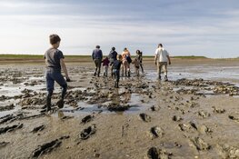 Wat is er te vinden op het Wad?