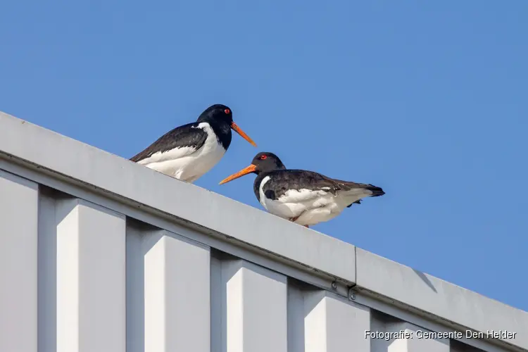 Let op: scholeksterkuikens op de weg