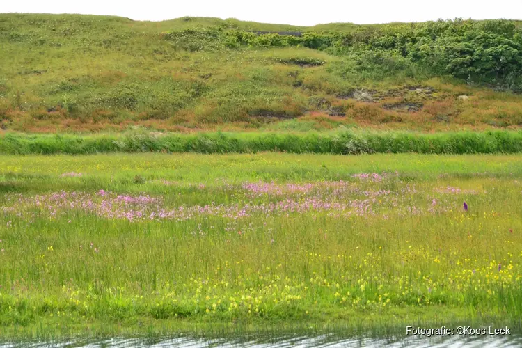 Orchideeën en vlinders zoeken in natuurgebied Mariëndal