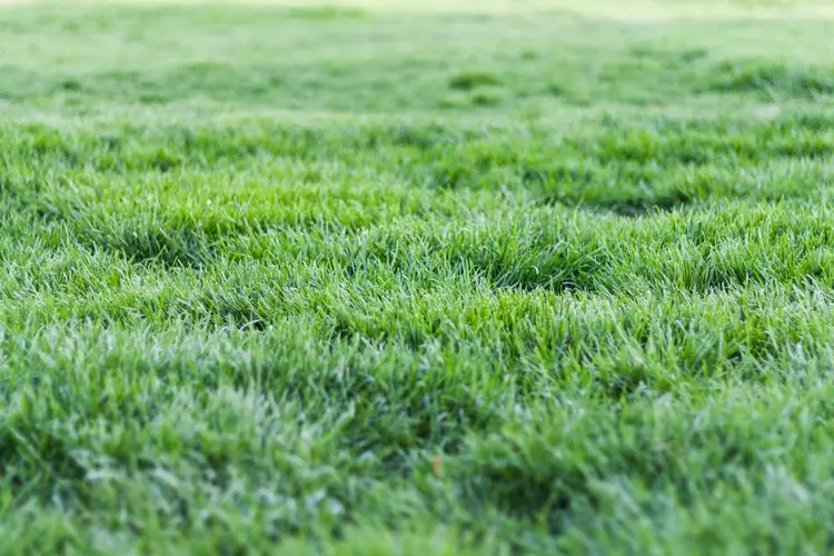 Graszodenkopen.nl: dé partner voor een nieuw gazon in Den Helder en omstreken