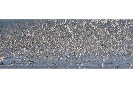 Vogels in de zomer op balgzand