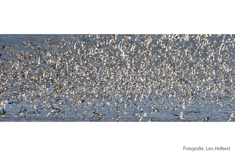 Vogels in de zomer op balgzand