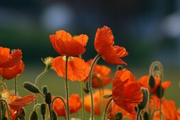 Nieuwe planten en struiken lusten wel slokje water