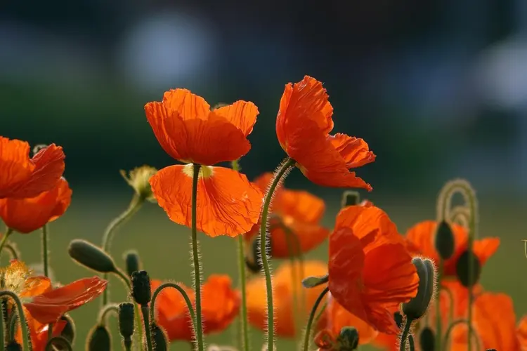 Nieuwe planten en struiken lusten wel slokje water