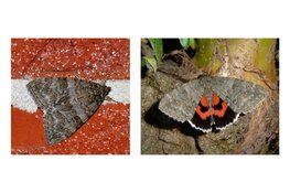 Nachtvlinders zoeken op 16 augustus