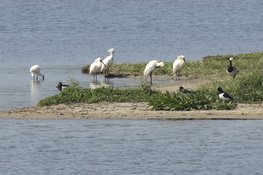 Eerste trekvogels op Balgzand