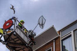 Meeuw schrikt los bij redding