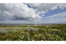 Vogelfeest op Balgzand: schorren krijgen ecologische oppepper