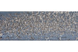 Eerste trekvogels op het Balgzand