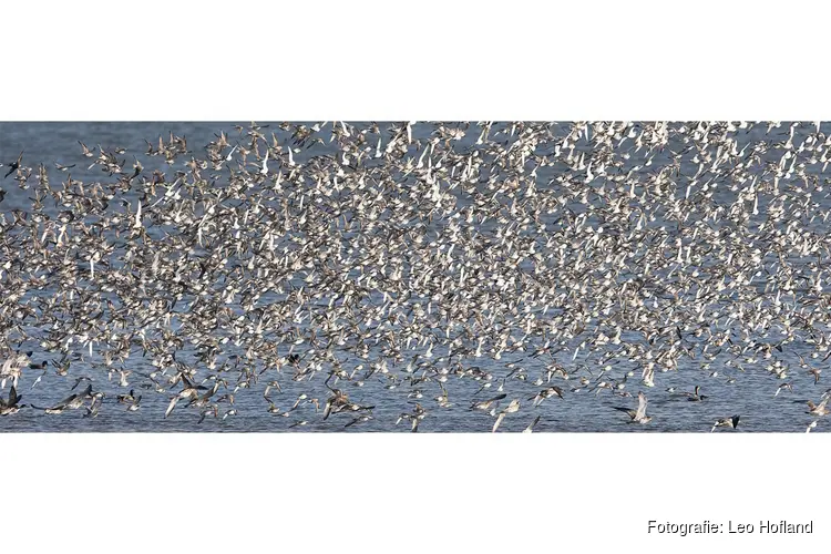 Eerste trekvogels op het Balgzand