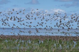 Lezing: Hotspots tijdens de vogeltrek – door Ger Molenaar