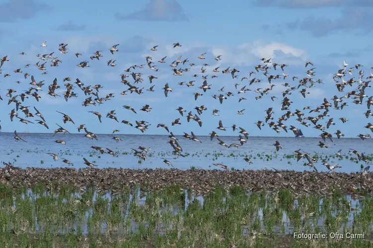 Lezing: Hotspots tijdens de vogeltrek – door Ger Molenaar