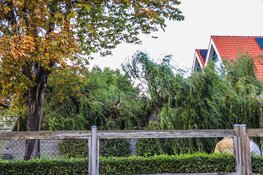 Boom breekt af en belandt op uitbouw aan Sumatrastraat in Den Helder