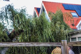 Boom breekt af en belandt op uitbouw aan Sumatrastraat in Den Helder