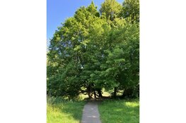 Architectuurcentrum Den Helder organiseert lezing over natuurbeleving in de stad