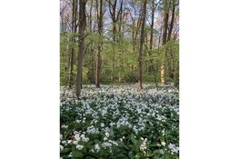Architectuurcentrum Den Helder organiseert lezing over natuurbeleving in de stad