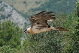 De rijke natuur in Noord-Spanje door Johan Bos