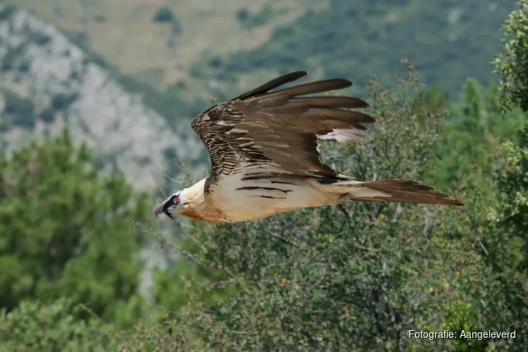 De rijke natuur in Noord-Spanje door Johan Bos