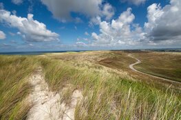 Zeldzame duinplanten als zeewolfsmelk, zeewinde en blauwe zeedistel krijgen weer kans in de Noordduinen!