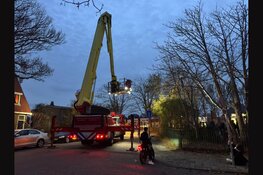 Meisje door brandweer uit boom gehaald