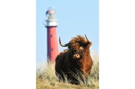 Zwerftocht door de Grafelijkheidsduinen